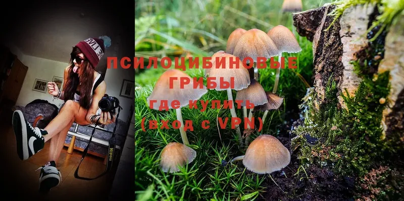 купить   Болхов  Псилоцибиновые грибы MAGIC MUSHROOMS 